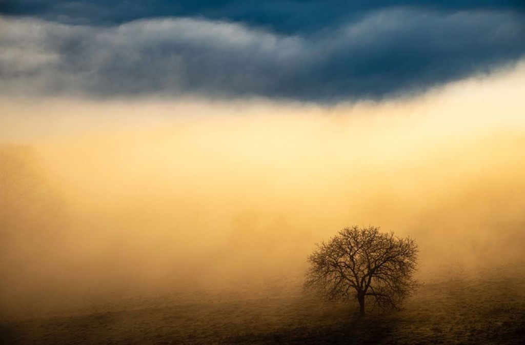 Die Kategorie „Landschaften“ entschied Benjamin Waldmann mit dem Bild „Magisches Licht“, einem Baum im Nebel am Albtrauf, für sich.