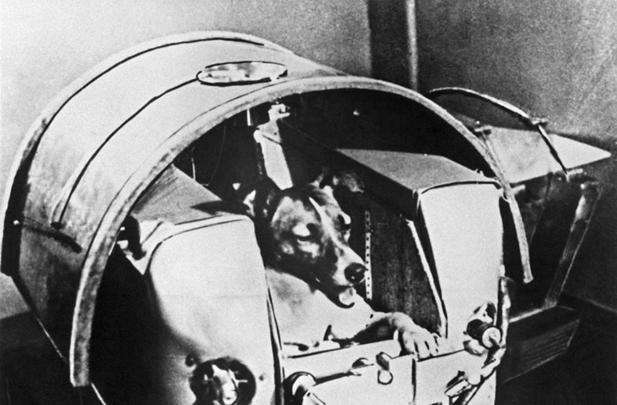1957: Die dreijährige Mischlingshündin Laika bei Tests in der Druckkabine. Die Hündin flog am 3. November 1957 mit der sowjetischen Rakete Sputnik 2 ins All.
