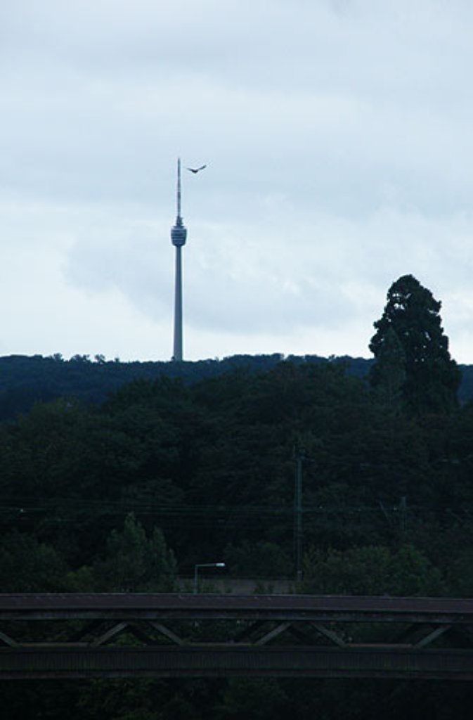 Fernsehturm und Vogel - aufgenommen von Leserfotograf widder.