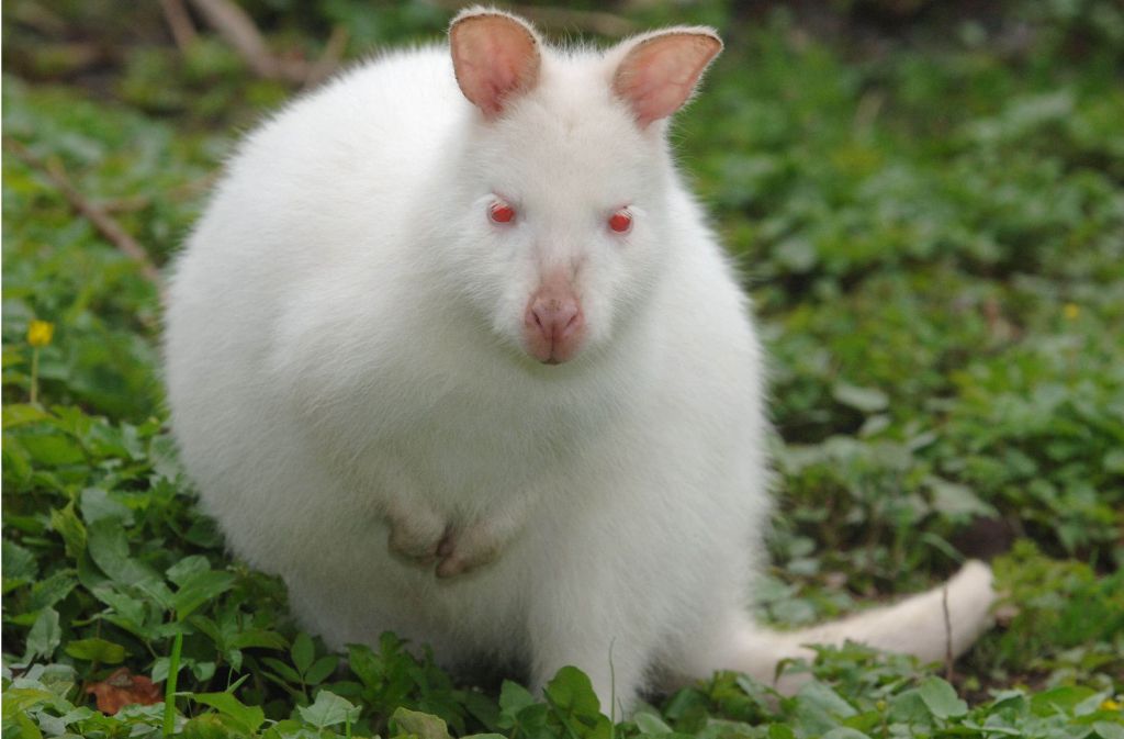Typisch für Albinos sind schneeweißes Fell und rote Augen.