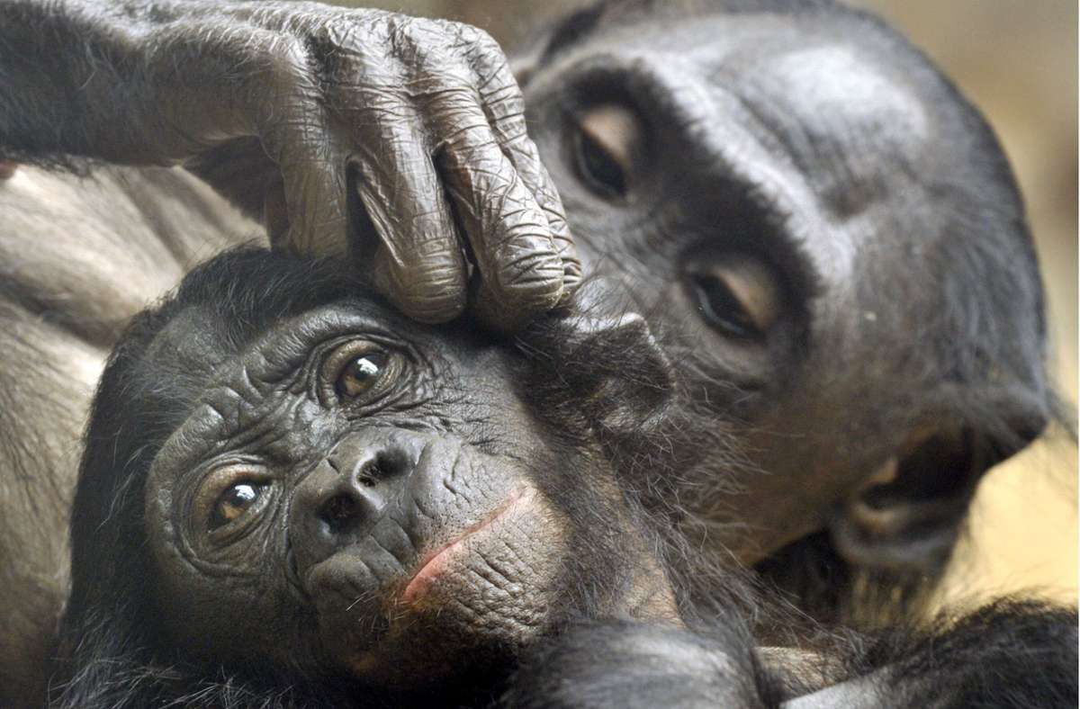 Bonobos (hier eine Mutter und ihr Jungtier im Zoo von Frankfurt am Main bei der Fellpflege) haben als Menschenaffen ähnlich wie eine sehr hohe Ansteckungsgefahr für den Corona-Virus.