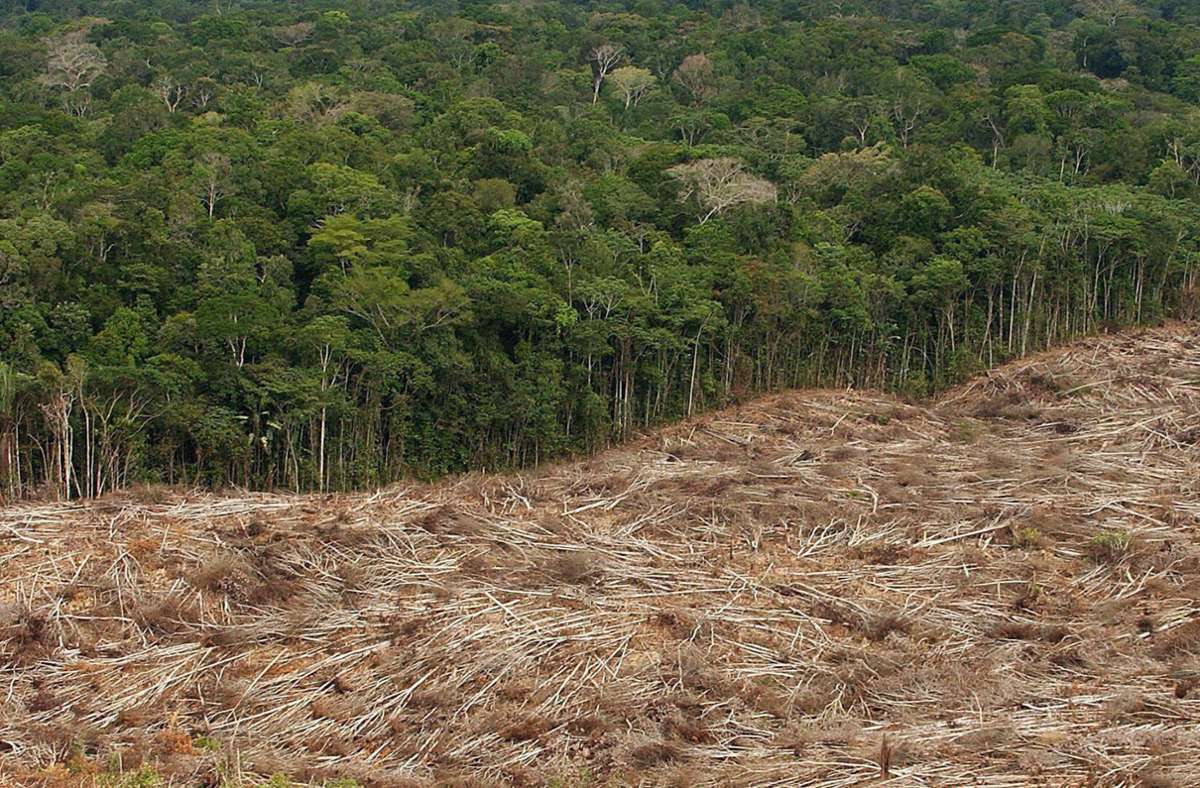 Abgeholzter Regenwald in Brasilien – meist muss die Natur Rindern oder Soja weichen.