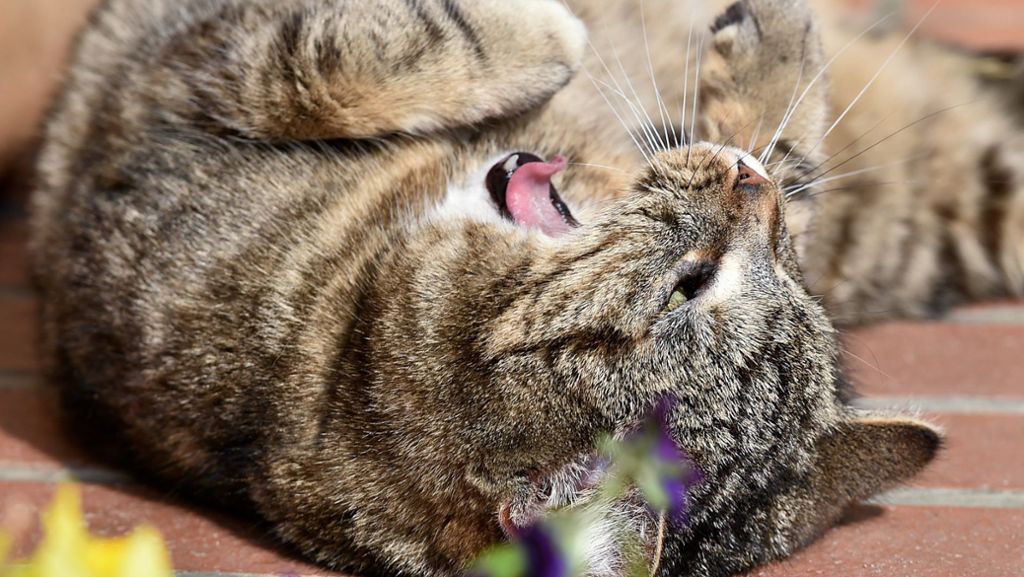 Umarme-deine-Katze-Tag: Kurioser Feiertag für Samtpfoten