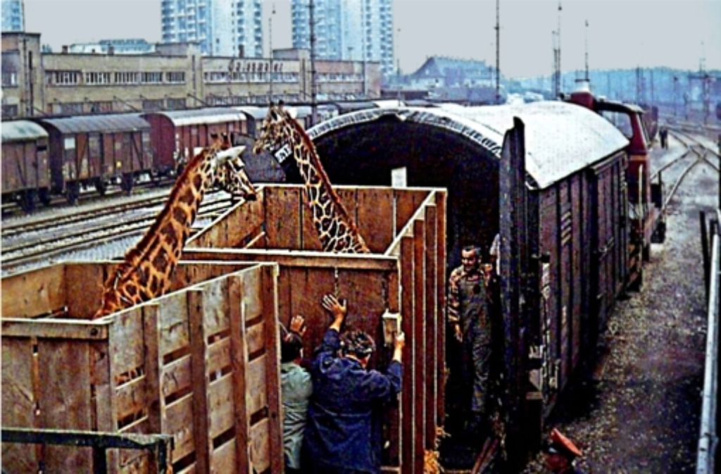 In den 50-er Jahren kamen Giraffen noch wenig komfortabel am Stuttgarter Hauptbahnhof an. Heute kümmern sich in der Wilhelma Pfleger und Tierärzte um den fachgerechten Transport von Gorillas und Eisbären, wie die kleine Bilderstrecke zeigt.