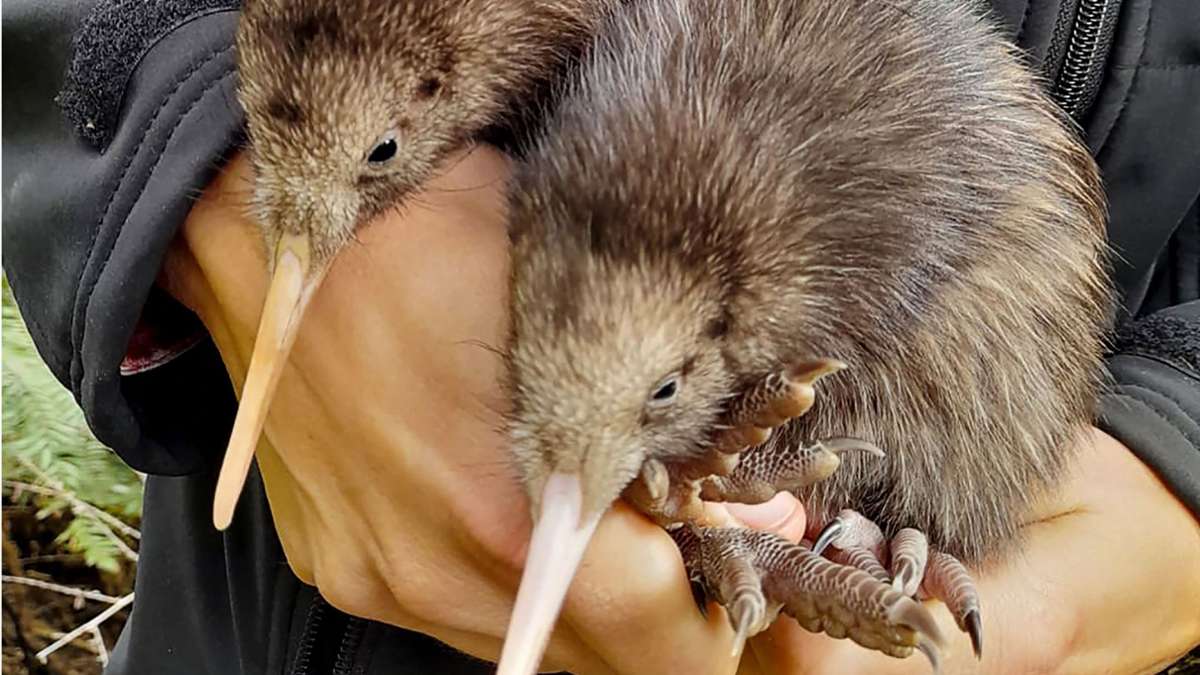Neuseeland: Erste Kiwi-Küken in freier Wildbahn seit 150 Jahren
