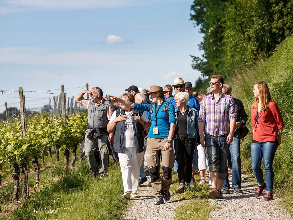 Kulinarische Weinwanderung am Rande des Schwarzwaldes - durch die Reben in Bad Krozingen.