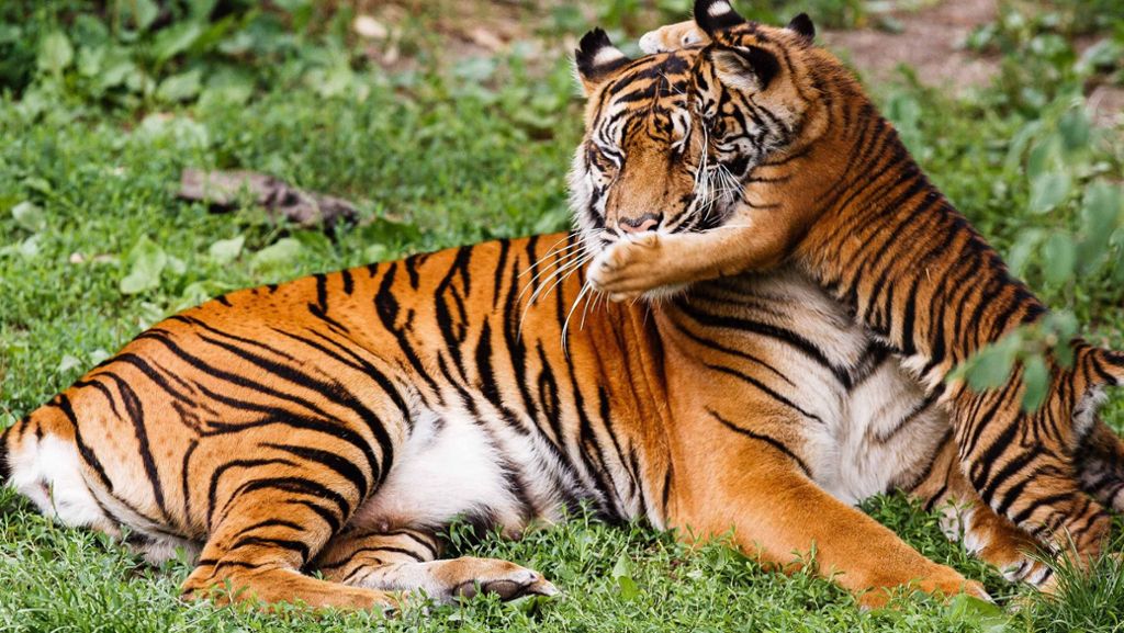 Wilhelma in Stuttgart: Sumatra-Tigerin Dumai feiert 20. Geburtstag