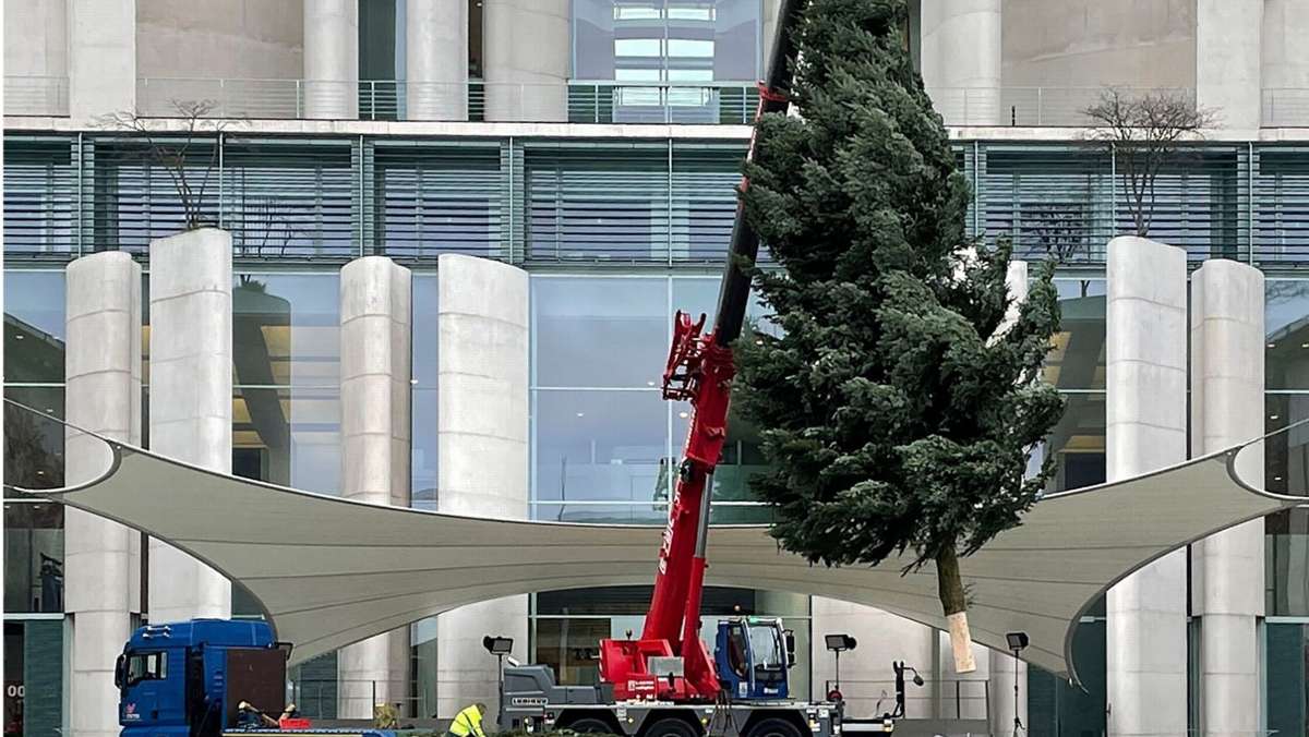 Berlin: Weihnachtsbaum fürs Kanzleramt kommt aus Brandenburg