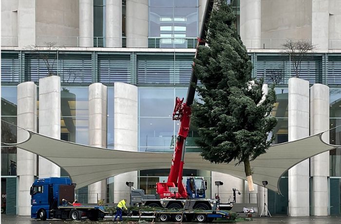 Weihnachtsbaum fürs Kanzleramt kommt aus Brandenburg