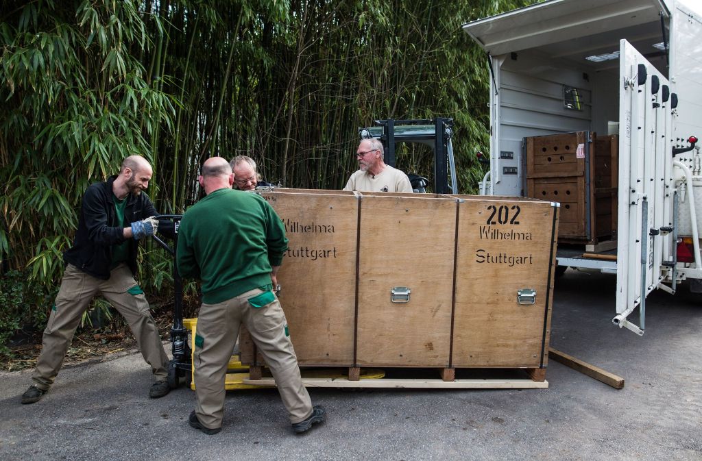 Mitarbeiter der Wilhelma transportieren am 15. März in der Wilhelma eine Box mit einem Asiatischen Löwen zu dessen neuem Gehege.