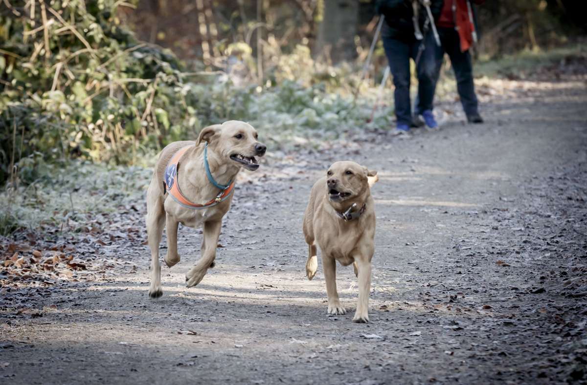 Ausgleichssport: jeden Tag dürfen sich die beiden Führhunde im Wald austoben.