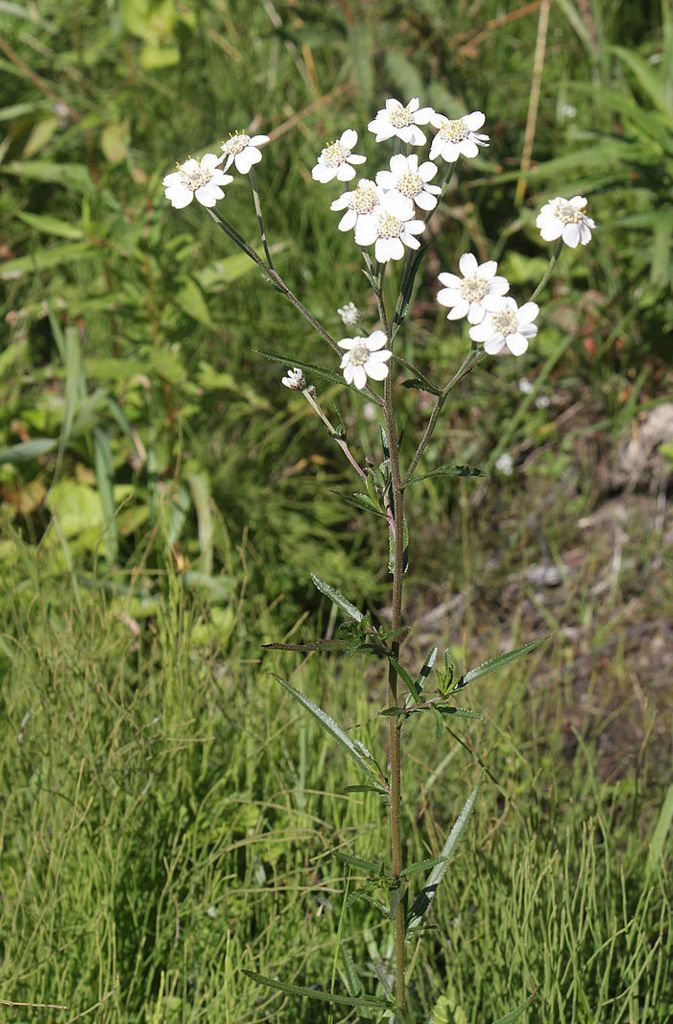 Die Sumpf-Schafgarbe (Achillea ptarmica) blüht von Juli bis September auf Feuchtwiesen, in Sümpfen oder im Uferbereich. Neben der Verbreitung durch die Samen vermehrt sich die Pflanze auch vegetativ durch Rhizome.