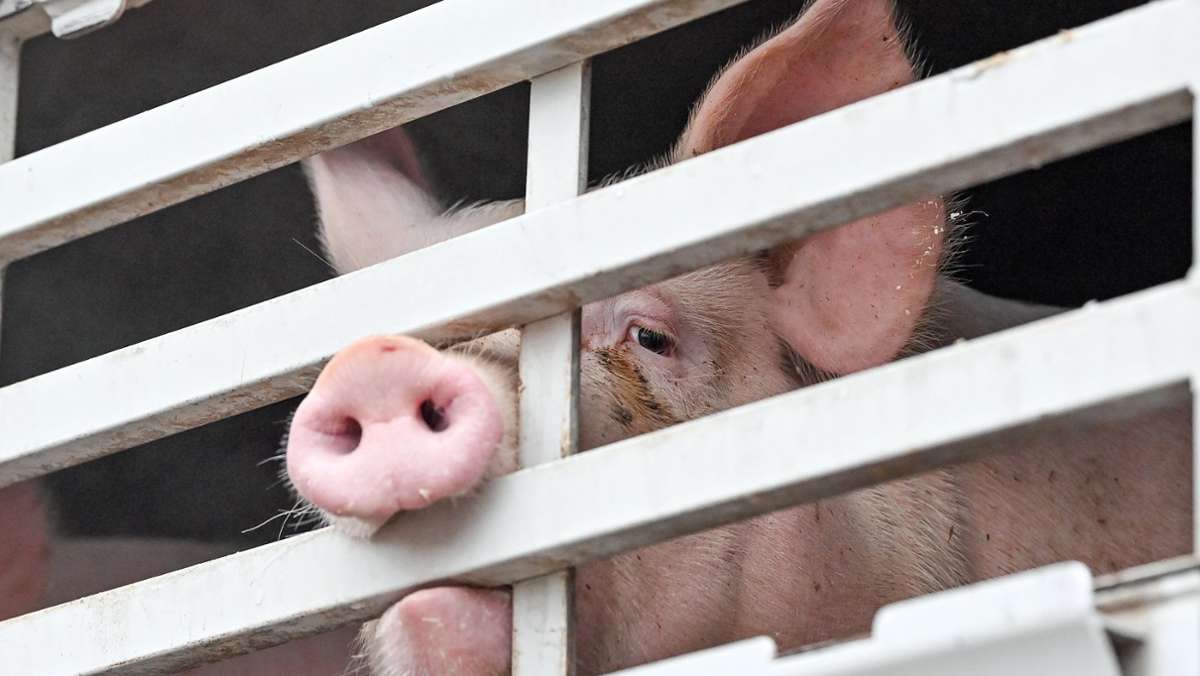 Kreis Miltenberg: Behörde schließt Schlachthof wegen Tierschutzverstößen
