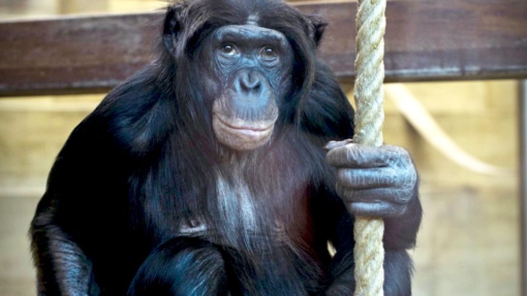 Wilhelma in Stuttgart: Im Affenhaus geht die Fehlersuche weiter