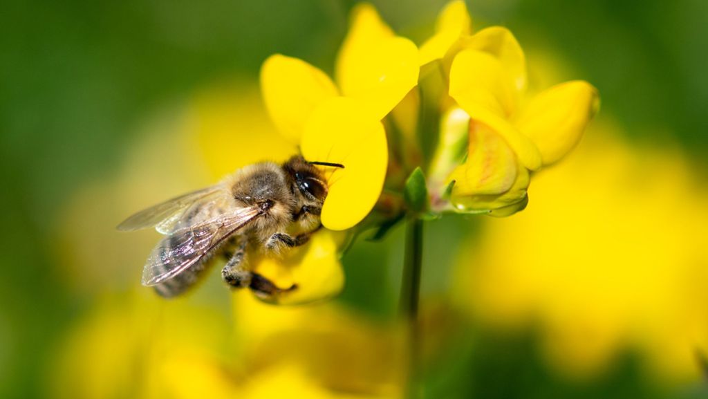 Bienen-Volksbegehren: Initiatoren fordern Nachbesserungen beim Gesetzesentwurf