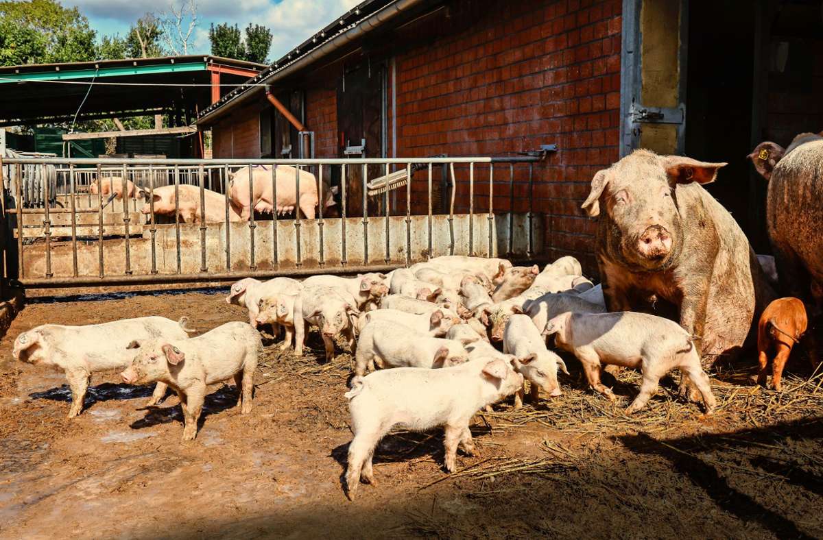 Viel Platz und Schlamm: So fühlen sich Schweine sauwohl. Foto: imago images/Rupert Oberhäuser