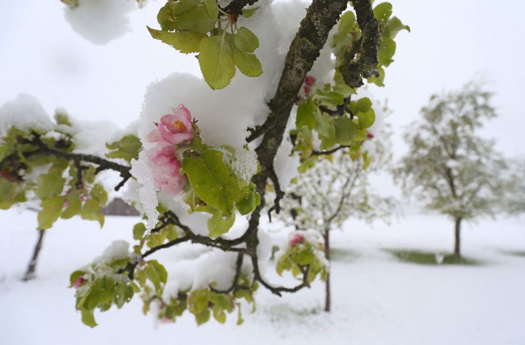 Da der Schnee nass und schwer ist und die Bäume bereits ordentlich Laub tragen, ist Schneebruch die Folge.