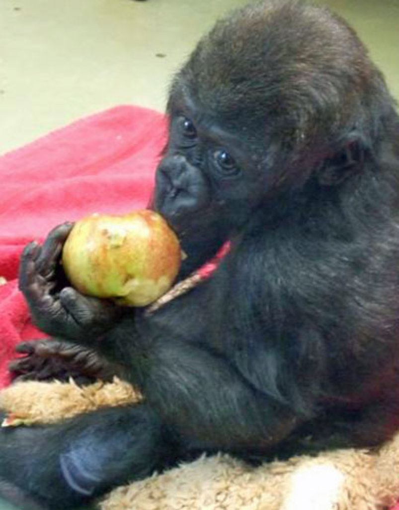 Ein Bild aus dem Jungtieraufzuchthaus darf in einer Wilhelma-Bilderstrecke natürlich nicht fehlen. Diesen jungen Gorilla, der genüsslich an einem Apfel nagt, hat uns Edeltraud Seebald aus Ludwigsburg geschickt.