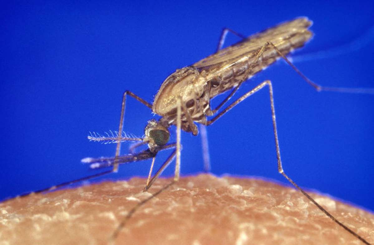 Die Stechmücke Anopheles, die Malaria überträgt, bei der Blutmahlzeit.
