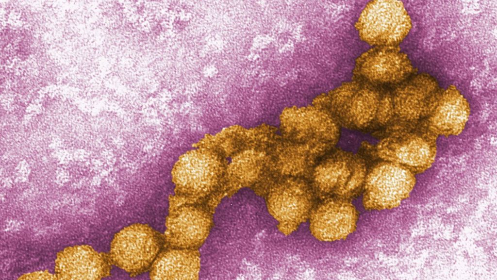 Bayern: Erster Mensch in Deutschland mit West-Nil-Virus infiziert