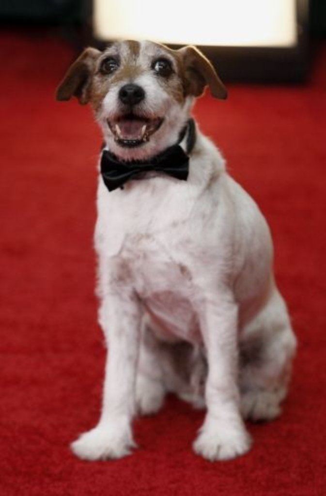 Ein weiterer stummer "The Artist"-Darsteller: Jack-Russell-Terrier Uggie.