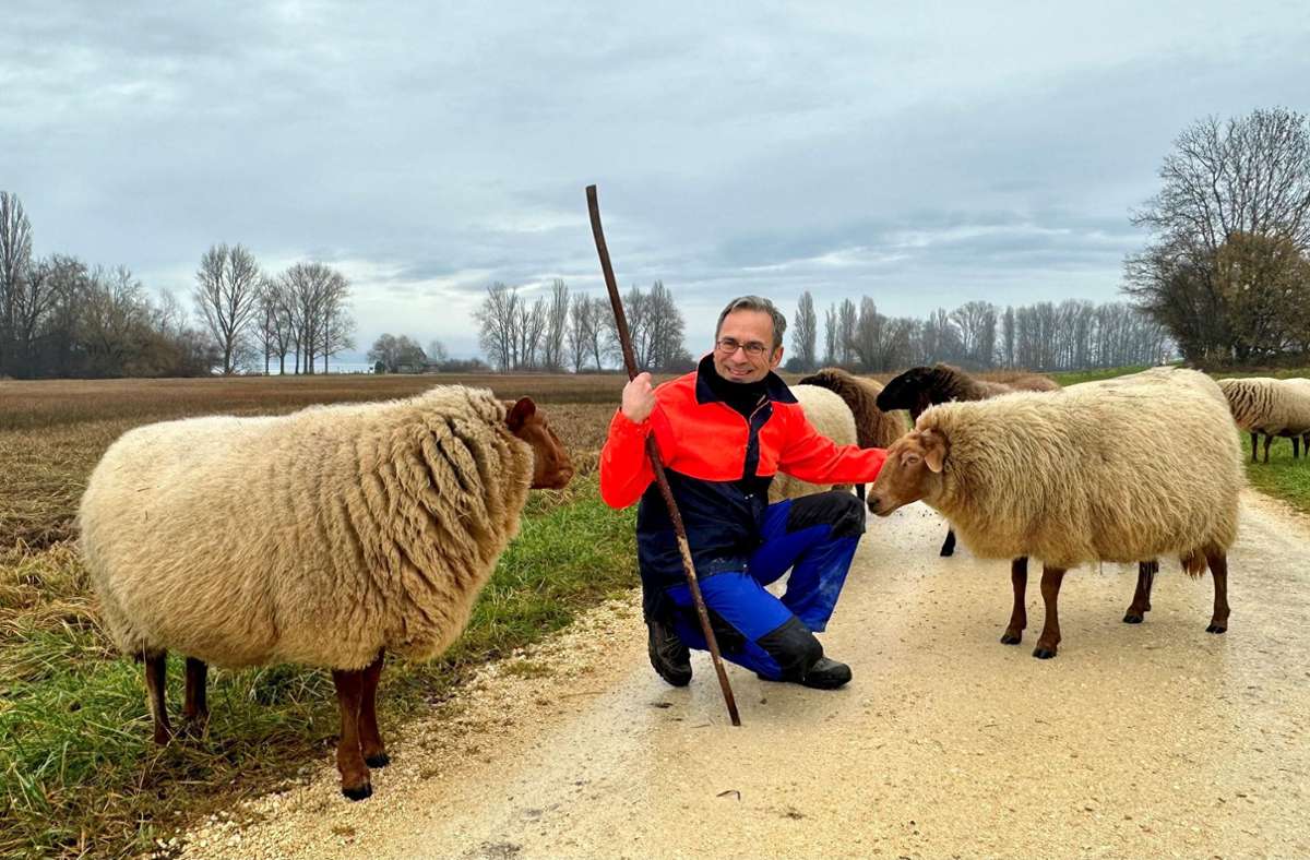 Schäfer Hardy Buck beim Schafsspaziergang zwischen Iznang und Gundholzen