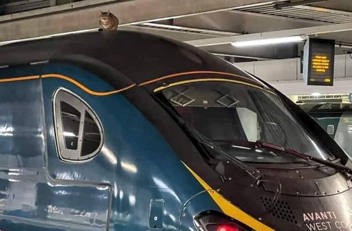 Katze hindert Zug an der Fahrt