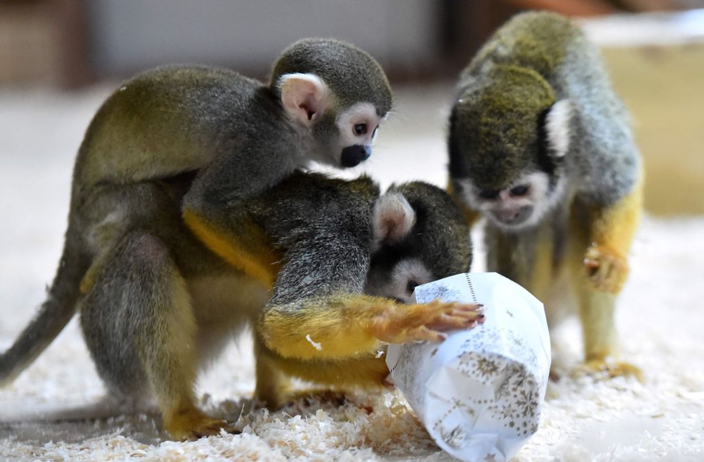 Bescherung bei den Affen im französischen Zoo.