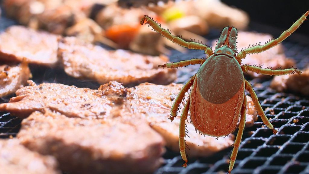 Zecken-Alarm: Gefährlicher Parasit kann Fleischallergie auslösen
