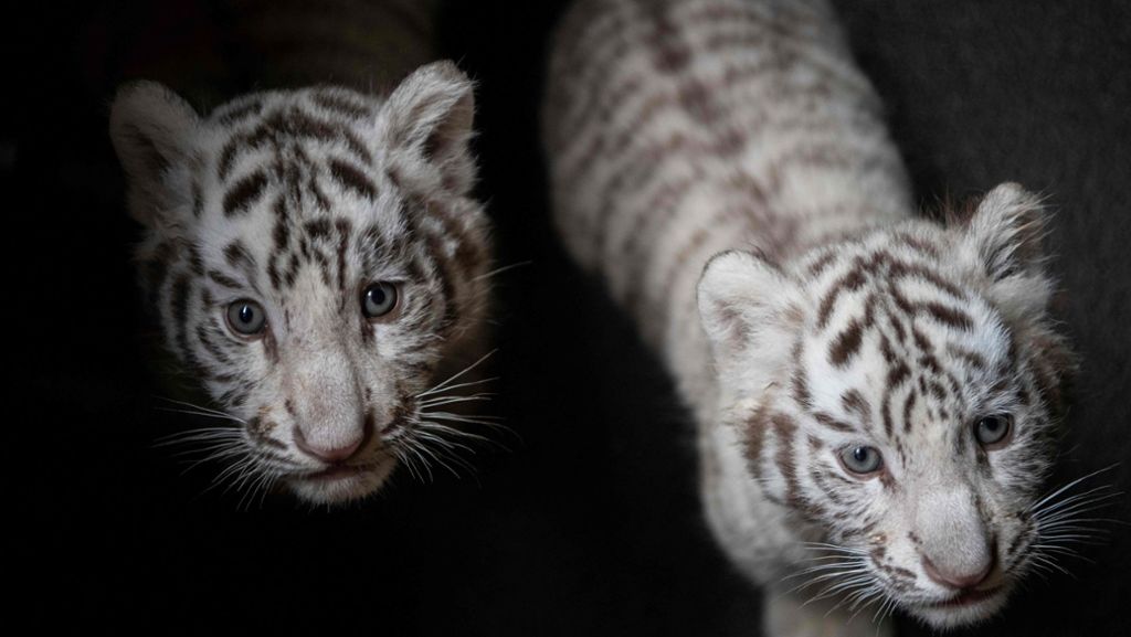 Südchina: Zoo präsentiert seltene Weiße Tigerbabys