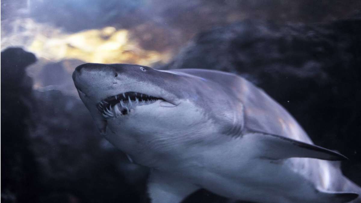 Im Hafen von Sydney: Schwimmerin von Hai angegriffen
