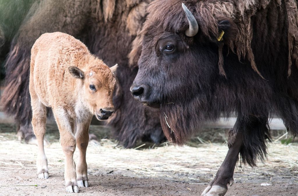 Das Bison-Kalb „Misu“ ist zwar noch etwas wacklig auf den Beinen, Mama „Lakota“ ist trotzdem mächtig stolz auf ihren Nachwuchs.