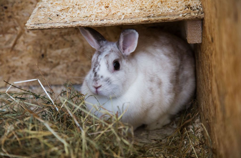 Bala wurde gemeinsam mit Torry abgegeben. Kaninchen gehören zu den Ladenhütern im Tierheim.