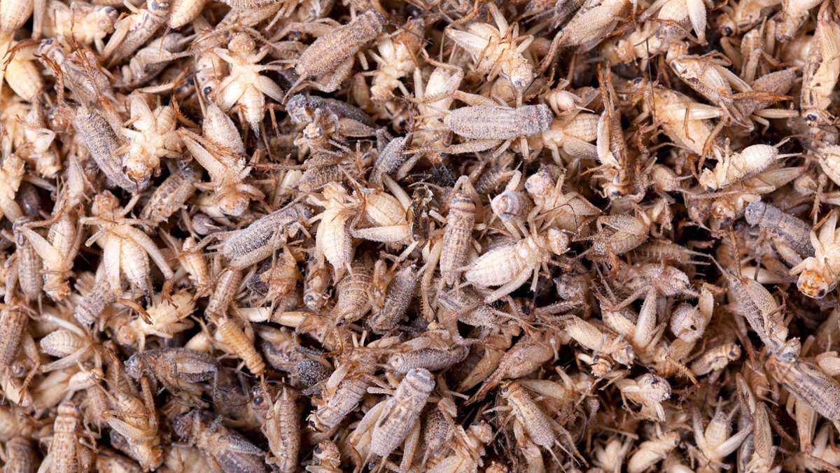 Insekten als Nahrung: EU gibt Larven und Hausgrillen als Lebensmittel frei