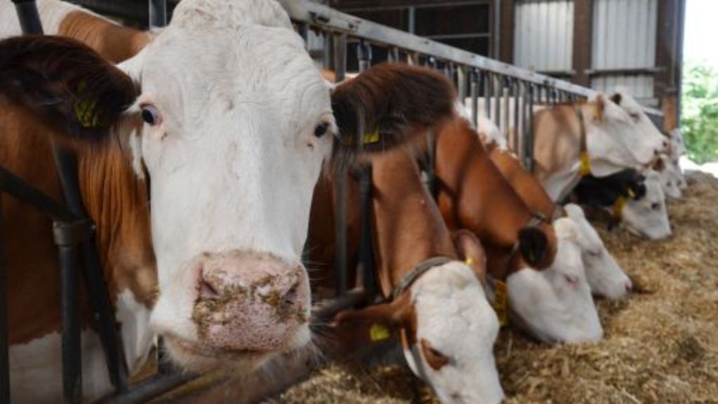 Randalierende Rindviecher: Kühen steigt Freiheit in Bad Wurzach zu Kopf