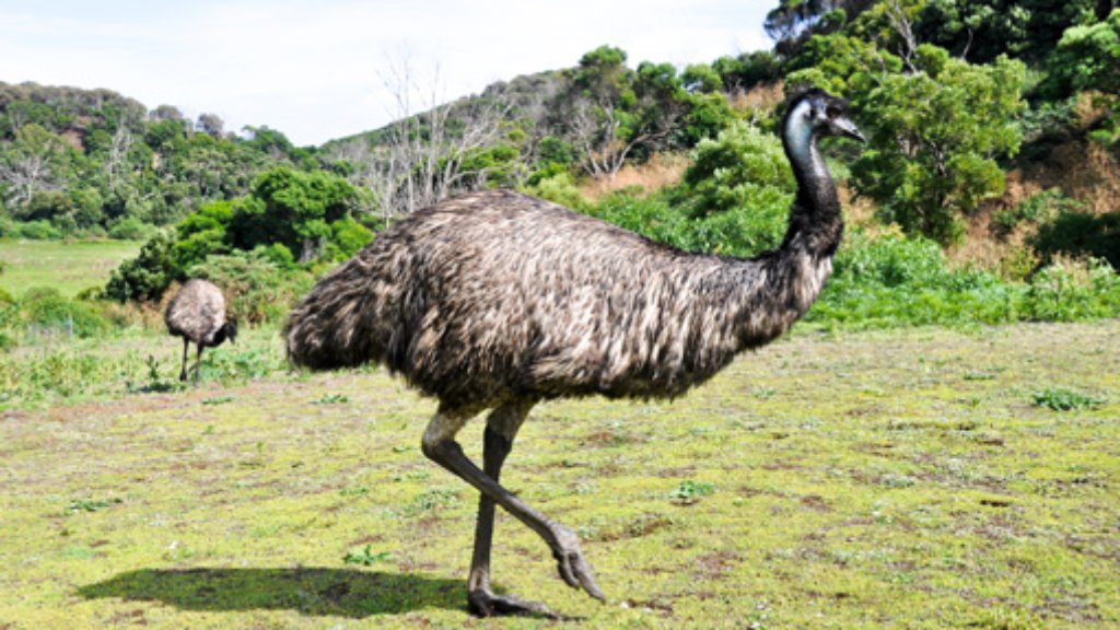 Blaulicht aus der Region: 23. September: Emu treibt sich im Vorgarten rum
