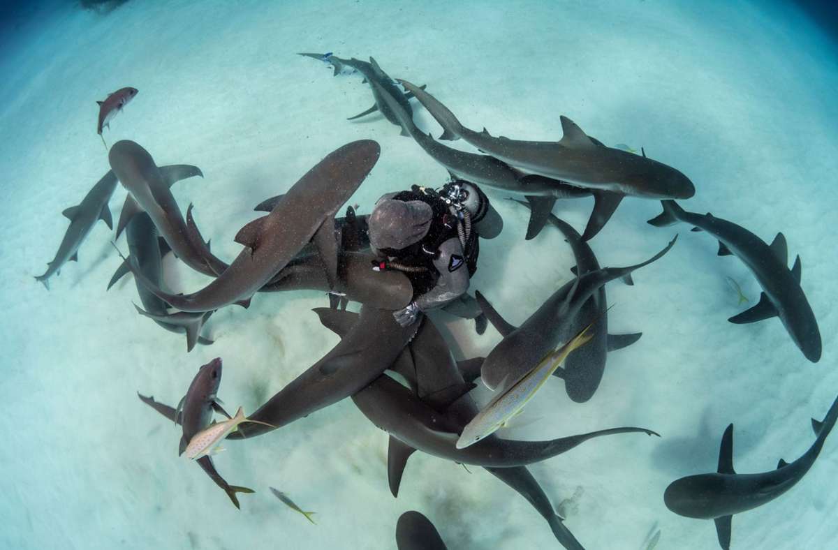 „Ein ganz normaler Tag mit meinen Haien“ – sagt die Taucherin Cristina Zenato.