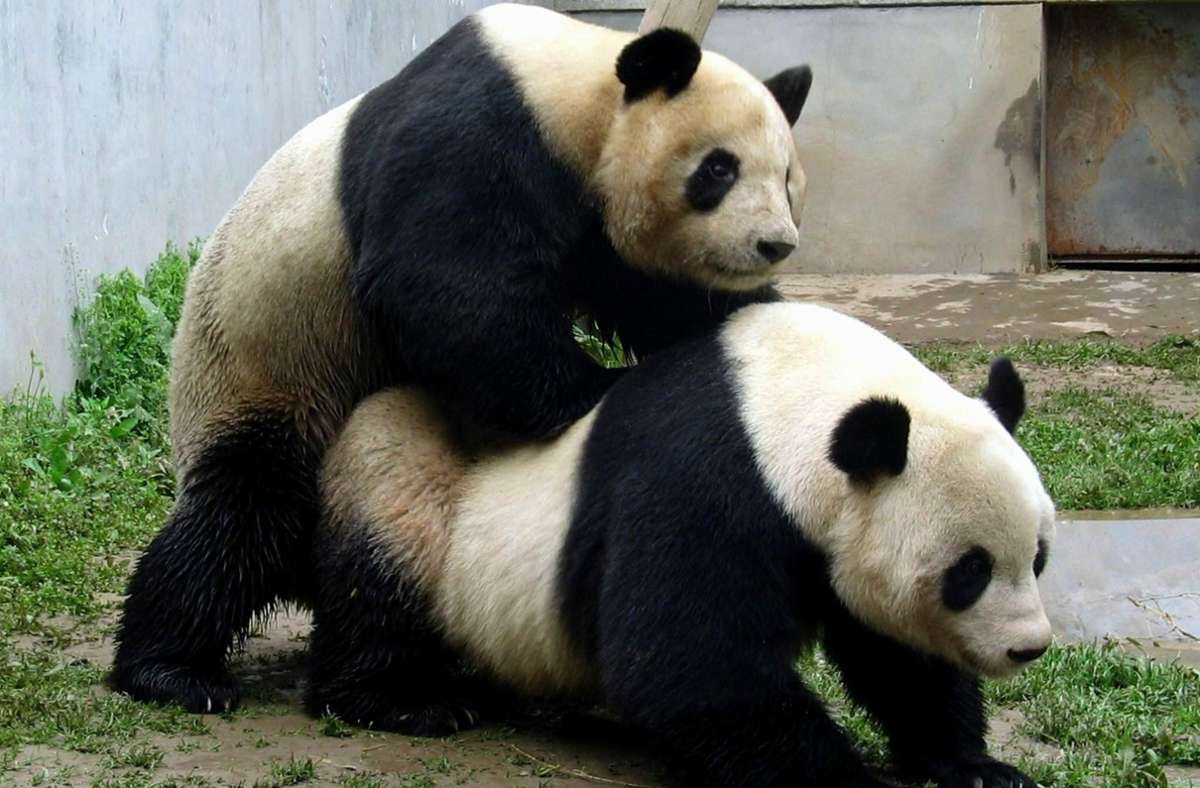 2239 Riesenpandas, davon 1864 in freier Wildbahn, gab es bei der letzten Zählung im Jahr 2014. Hier bemühen sich der 13-jährige Ping Ping (links) und das 18-jährige Pandaweibchen Qing Qing 2004 im Zoo von Xi’an (Provinz Shaanxi) um Nachwuchs.