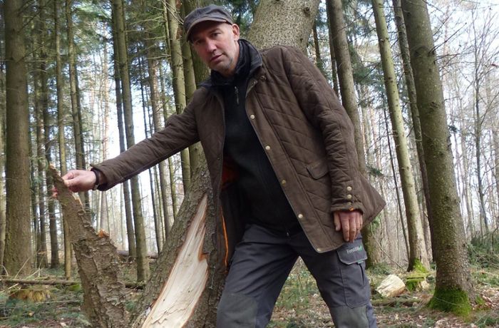 Wald in Fellbach: Buchen, Eichen und Kiefern im Dauerstress