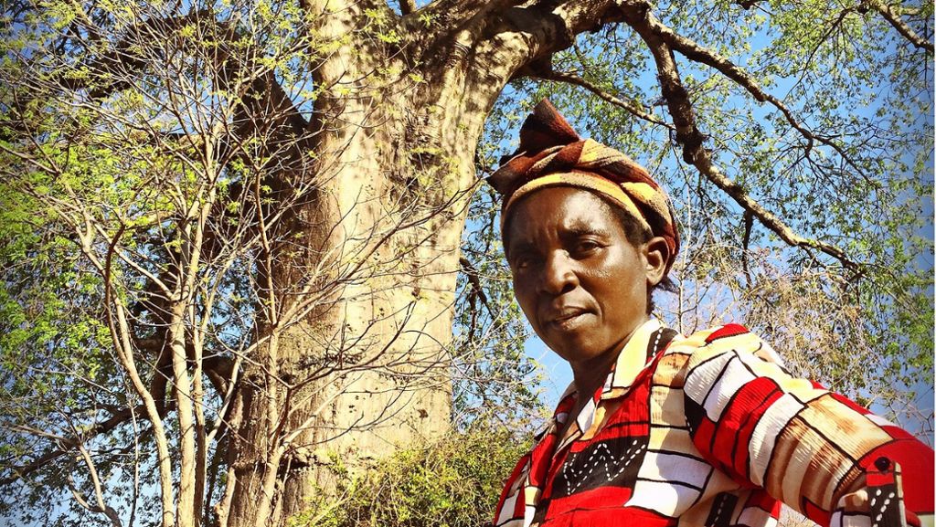 Malawi in Südostafrika: Das langsame  Sterben der  Baobab
