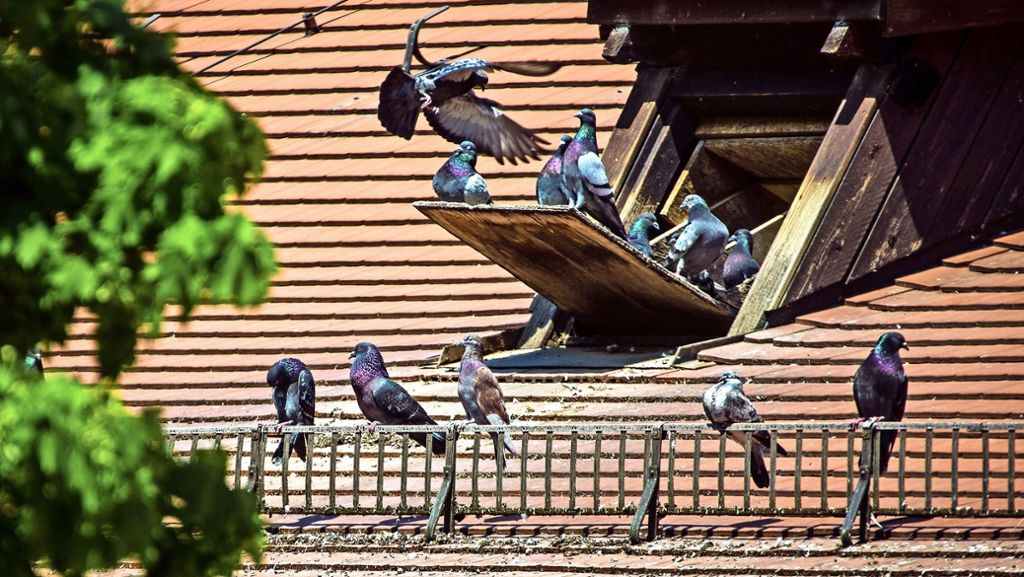 Tauben in Zuffenhausen: Die Taubenplage in den Griff bekommen