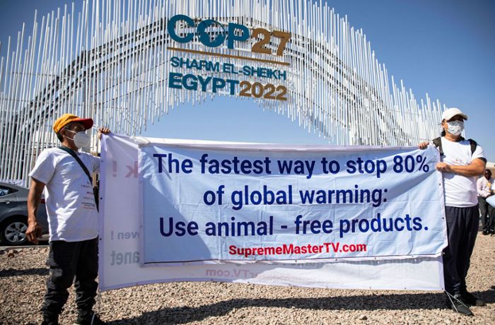 Weltklimakonferenz COP 27: Scharm el-Scheich färbt sich grün