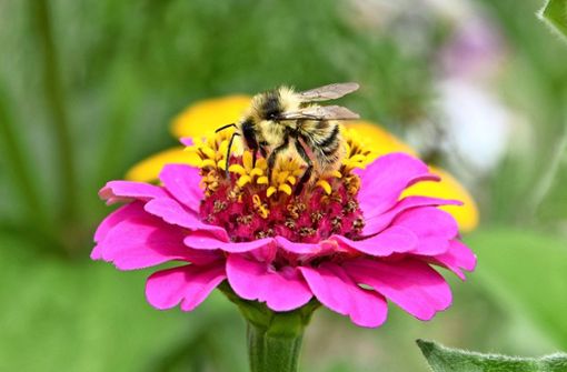 Wer das Bienensterben erforschen will, muss erst einmal die Bienen zählen. Foto: Alexandra Kratz