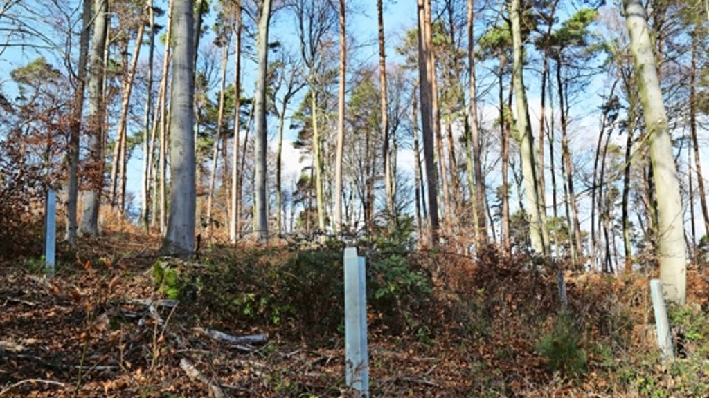 Fellbach: Kein Nabu-Siegel  für den Stadtwald