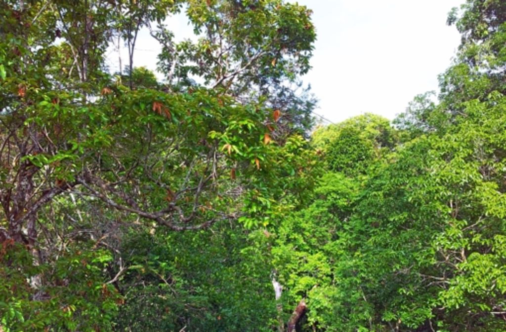 In etwa 40 Meter Höhe erreicht man beim Aufstieg das Dach des Regenwalds.