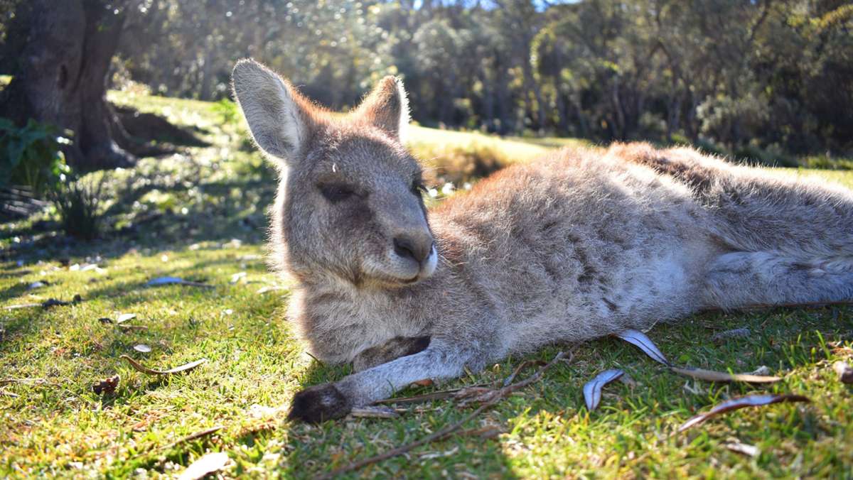  Zu Wochenbeginn ist im Schwarzwald ein Känguru aus einem Zirkus geflohen. Seitdem sorgte das Tier für Aufregung – nun haben es die Verantwortlichen erwischt. 