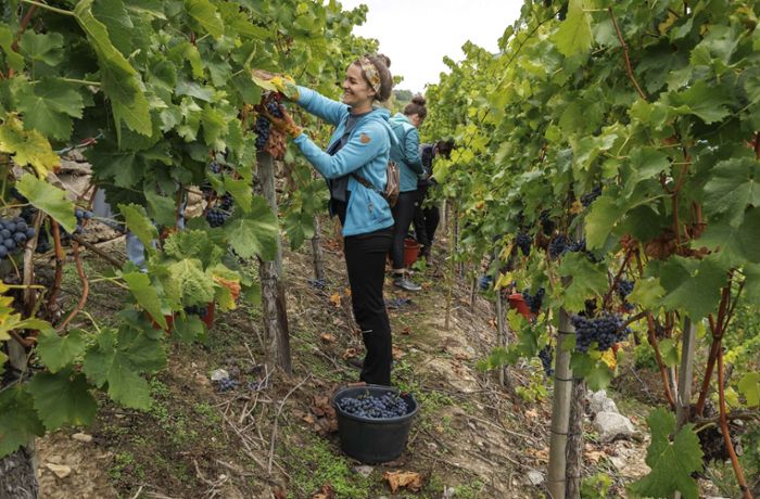 Wein aus Württemberg: Solidarischer Weingenuss vom Cannstatter Zuckerle