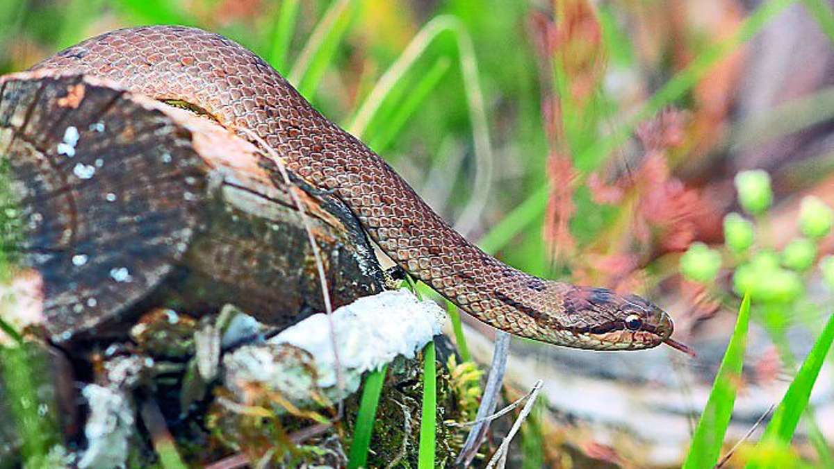 Derzeit häufen sich die Begegnungen mit Schlangen beim Wandern - oder auch im heimischen Garten. Und es zeigt sich, dass viele ratlos sind: Was ist das da eigentlich für eine Schlange? Und gibt es bei uns auch giftige Arten? Wir haben bei einem Experten nachgehakt.