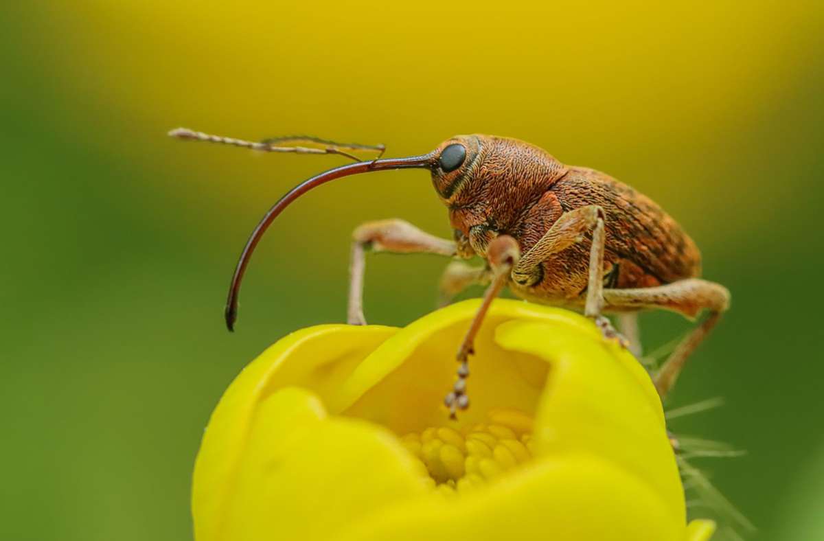 Der Rüsselkäfer sieht mit seinem namensgebenden Rüssel sehr possierlich aus.