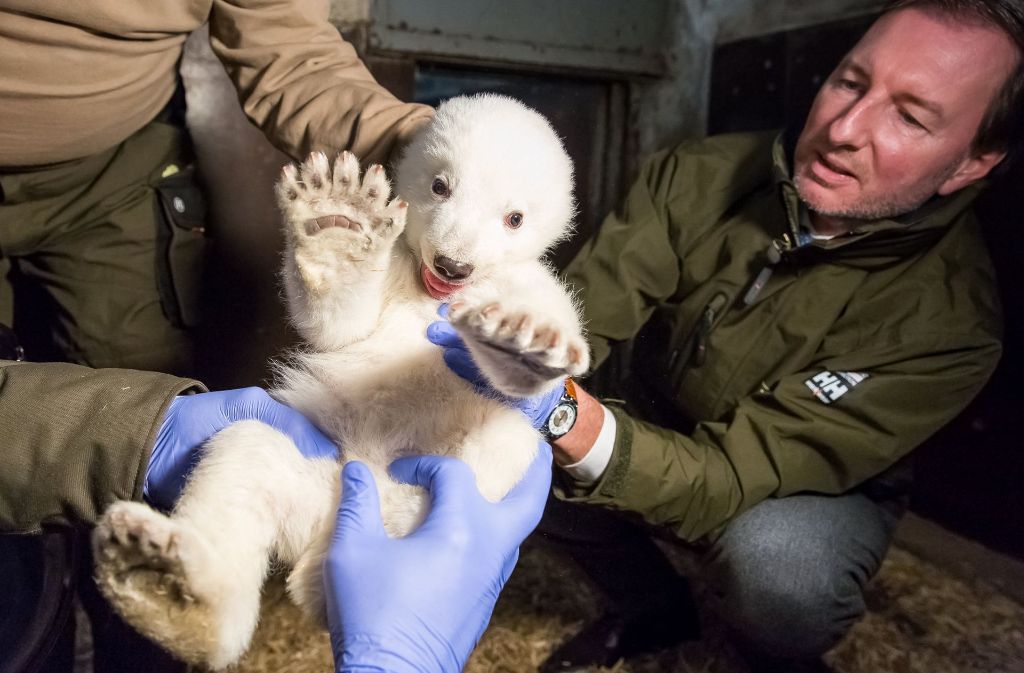 Der kleine Eisbär Fritz wird im Tierpark Berlin vom Tierarzt untersucht und zeigt, wie groß seine Tatzen schon sind.